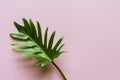 Tropical fresh green leaf on pink background