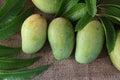 Tropical fresh green mangoes and green leaves with drop of water Royalty Free Stock Photo