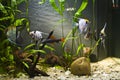 Tropical Freshwater Aquarium Royalty Free Stock Photo