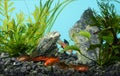 Tropical freshwater aquarium