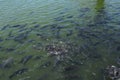 Tropical freshwater fish in a pond during feeding. The spines and muzzle of the fish furrow the surface in fierce battle for food