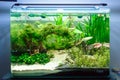 Tropical freshwater fish tank