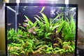 Tropical freshwater planted aquarium with rasbora fishes