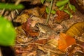 A tropical frog on the floor of the rainforest at night