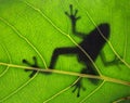 Tropical Frog Silhouette Royalty Free Stock Photo
