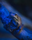 Tropical frog sitting on branch with fluorescent light