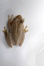 Tropical frog sitting in the toilet bowl, Madagascar