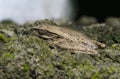 Tropical frog on stone macrophoto. Baby frog with wet skin closeup. Royalty Free Stock Photo