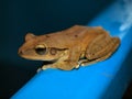 Tropical frog, Vietnam