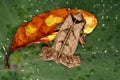 Tropical frog on a wet leaf