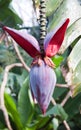 Tropical fruit Royalty Free Stock Photo