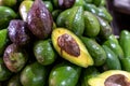 Tropical Fruit Avocado