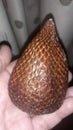 tropical fruit called snake fruit Royalty Free Stock Photo