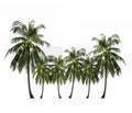 Tropical fruit, coconut palm tree isolated on white. Royalty Free Stock Photo