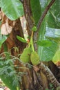 tropical fruit cultivation thailand jackfruit tree fruiting
