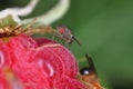 Tropical Fruit Fly Drosophila Diptera. Parasite Insect Pest on fruits and vegetables Macro. Insect on a raspberry. Royalty Free Stock Photo