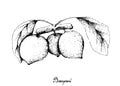 Hand Drawn of Bacupari or Garcinia Gardneriana on Tree Bunch