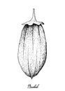 Hand Drawn of Baobab or Adansonia Fruits on White Background