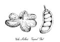 Hand Drawn of Cola Millenii Fruits on Tree Bunch