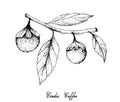 Hand Drawn of Cordia Caffra Fruits on Tree Bunch