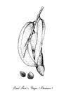 Hand Drawn of Dead Man`s Fingers Fruits on Tree Bunch