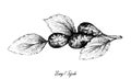 Hand Drawn of Jujube or Lang Fruits on White Background