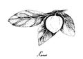 Hand Drawn of Nance Fruits on White Background Royalty Free Stock Photo