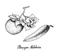 Hand Drawn of Diospyros Malabarica on White Background Royalty Free Stock Photo