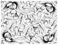 Hand Drawn Background of Dengen and Cordia Caffra Fruits