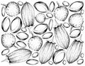 Hand Drawn Background of Bacuri and Baobab Fruits