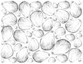 Hand Drawn Background of Fresh Cempedak Fruits