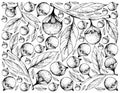 Hand Drawn Background of Cordia Caffra Fruits