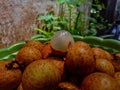 Tropical fruit from Indonesia & x28;kelengkeng& x29; Royalty Free Stock Photo