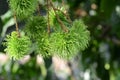 Tropical fruit, Rambutan on tree. Royalty Free Stock Photo