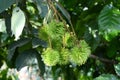 Tropical fruit, Rambutan on tree. Royalty Free Stock Photo