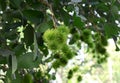 Tropical fruit, Rambutan on tree. Royalty Free Stock Photo