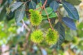 Tropical fruit, Rambutan on tree Royalty Free Stock Photo