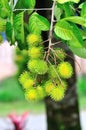 Tropical fruit, Rambutan on tree Royalty Free Stock Photo