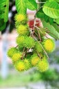 Tropical fruit, Rambutan on tree Royalty Free Stock Photo