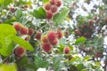 Tropical fruit, Rambutan on tree Royalty Free Stock Photo