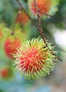 Tropical fruit, Rambutan on tree Royalty Free Stock Photo