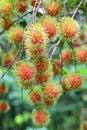 Tropical fruit, Rambutan on tree Royalty Free Stock Photo