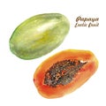 Tropical fruit, ripe papaya. Whole and half. Watercolour elements for your design