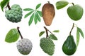Tropical Fruit Set Royalty Free Stock Photo