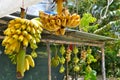 Tropical fruit stand Royalty Free Stock Photo