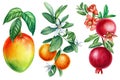 Tropical Fruit On A White Background. Pomegranate, Tangerine And Mango On A Branch. Watercolor Botanical Illustration