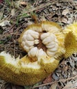 Tropical fruits called "Tarap". Tarap is a popular local fruits in Sabah Borneo, Malaysia.