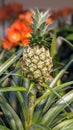 Tropical fruits, Decoration pineapple, plants decoration, fruits Royalty Free Stock Photo