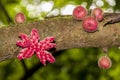 Tropical fruits in forest at Amboro national park.