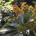 Tropical fruits growing in bunches